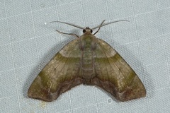 Achrosis