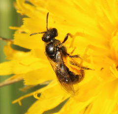 Hemihalictus