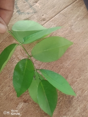 Adenanthera pavonina