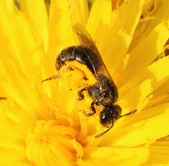 Hemihalictus