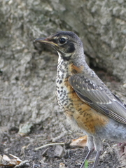 Turdus migratorius