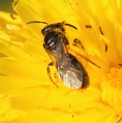 Hemihalictus