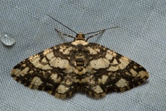 Alcis maculata