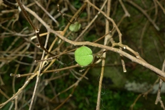 Fuchsia perscandens
