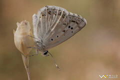Polyommatus albicans