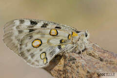 Parnassius apollo nevadensis