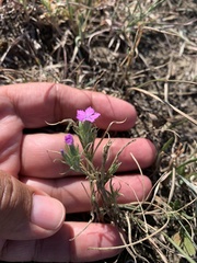 Dianthus pseudarmeria