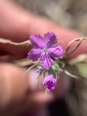 Dianthus pseudarmeria