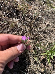 Dianthus pseudarmeria