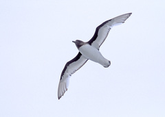 Thalassoica antarctica