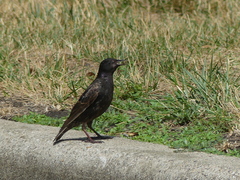 Sturnus vulgaris