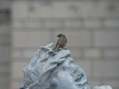 Passer domesticus