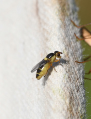 Thaumatomyia grata