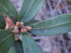 Morella brevifolia