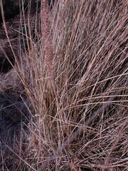 Miscanthus junceus