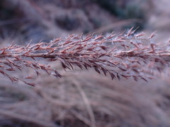 Miscanthus junceus