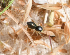 Paradamoetas fontanus