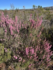 Erica irregularis