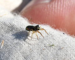 Paradamoetas fontanus