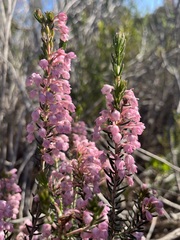 Erica irregularis