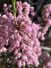 Erica irregularis