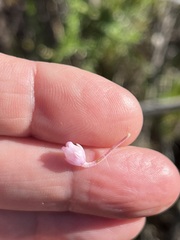 Erica irregularis
