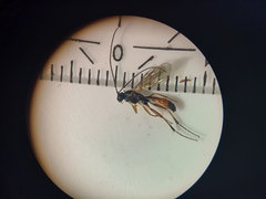 Ctenopelmatinae