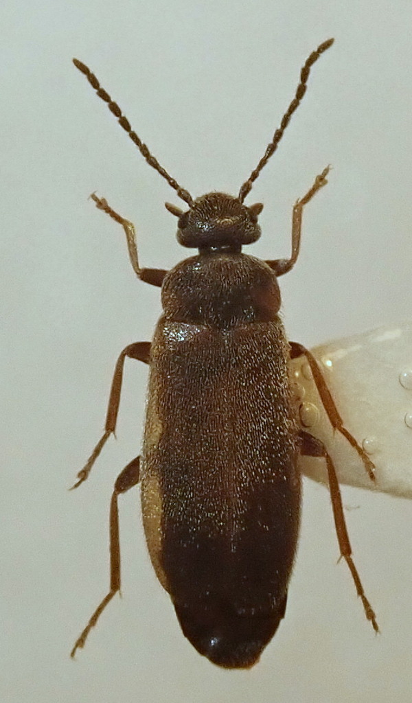 Scraptia dubia