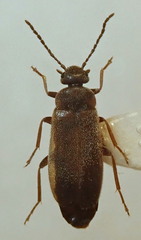 Scraptia dubia