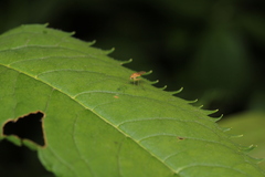 Chrysopilus asiliformis