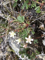 Sibbaldiopsis