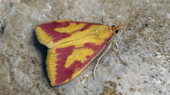 Ostrinia palustralis