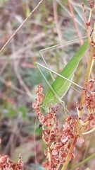 Phaneroptera falcata