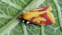 Ostrinia palustralis