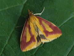 Ostrinia palustralis