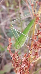 Phaneroptera falcata