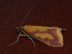 Ostrinia palustralis