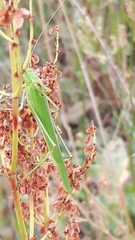 Phaneroptera falcata