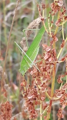 Phaneroptera falcata