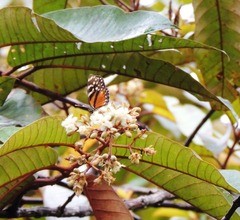 Eresia ithomioides alsina