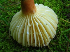 Lactifluus gerardii
