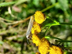 Eilema lutarella