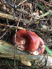 Russula