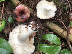 Russula