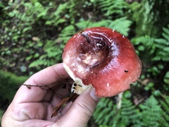 Russula