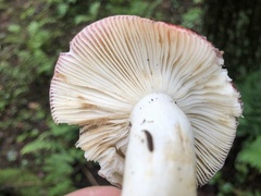 Russula