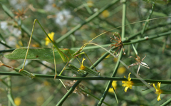 Acrometopa servillea
