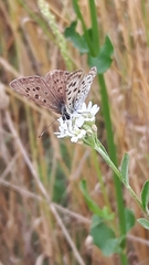 Lycaena tityrus