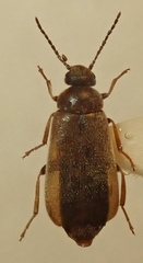 Scraptia dubia