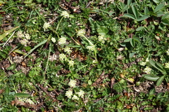 Chamaesciadium acaule